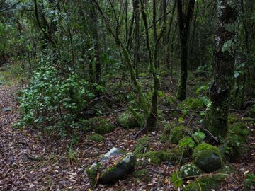 Excelente Parcela de 2,2 ha a orilla de Río Mañío en Panguipulli