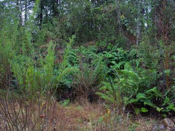Excelente Parcela de 2,2 ha a orilla de Río Mañío en Panguipulli