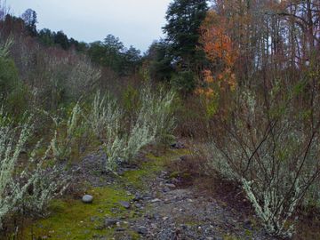 Excelente Parcela de 2,2 ha a orilla de Río Mañío en Panguipulli