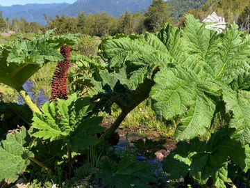 Parcelas en venta Reservas del Río Blanco - Lago Chapo,  a 40 minutos de Puerto Montten
