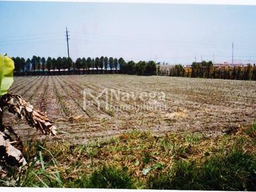 VENTA DE TERRENO EN BARRANCA - 3 HECTAREAS PARA SEMBRIO
