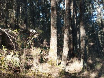 BELLO TERRENO EN LA ESTANZUELA, $200 el m2 CERCA DE LA PRESA EL CEDRAL