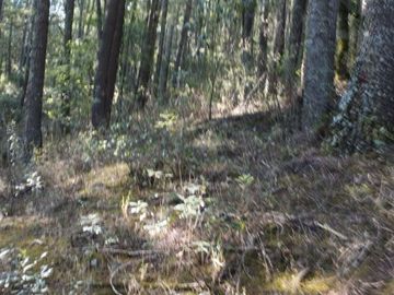 BELLO TERRENO EN LA ESTANZUELA, $200 el m2 CERCA DE LA PRESA EL CEDRAL