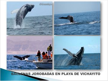 Terrenos en Vichayito, Los Órganos, Piura con vista al mar de 250 y 300 m2