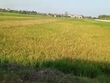 Dijual tanah di WRINGIN ANOM - GRESIK