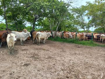 VENTA DE FINCA SAN MARTIN, CESAR