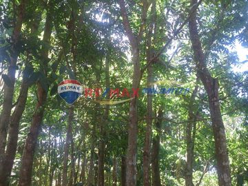 FOR SALE: INDANG CAVITE FARM LOT