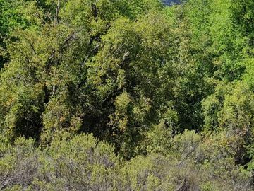 Se vende parcela plana de 5.043há en precordillera de Curicó, cerca de Parque El Buchen