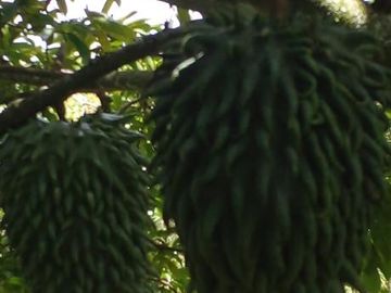 Se vente Finca via  Barichara