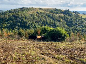 Campo de 87,6 hectáreas colindante a carretera, con río y a 15 min de Los Muermos