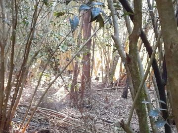SE VENDE PROPIEDAD EN PUNTA QUIHUA, CALBUCO
