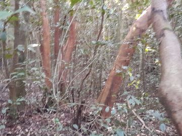 SE VENDE PROPIEDAD EN PUNTA QUIHUA, CALBUCO