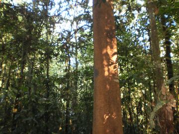 Terreno en Codo de Pozuzo 84 has En Lindísima zona de Huánuco, Con Agua