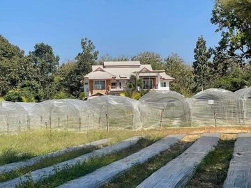 Bighouses big land for sale in Sansai District, Chiang Mai