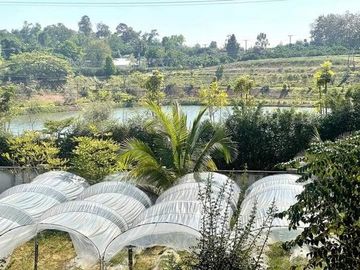 Bighouses big land for sale in Sansai District, Chiang Mai