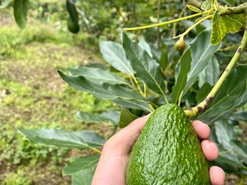 VENTA FINCA LA ITALIA-RIO FRIO