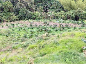 VENTA FINCA LA ITALIA-RIO FRIO