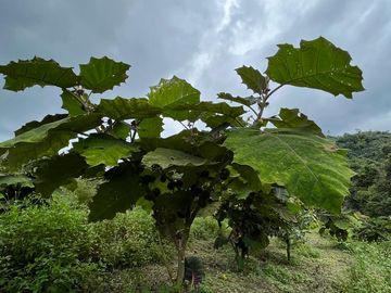 VENTA FINCA LA ITALIA-RIO FRIO