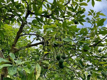 VENTA FINCA LA ITALIA-RIO FRIO