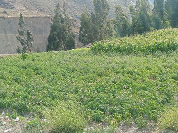 Terreno en Ollantaytambo 3330 m2 cusco Perú
