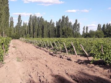 Casa con finca en Alvear Mendoza acepta permuta