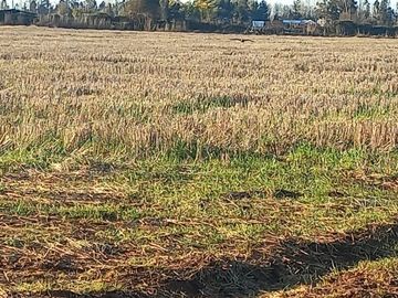 ULTIMOS! Vende parcelas de 5.800 m2, luz electria, acciones de agua en Colbun