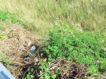 JDL - FOR SALE: 5.6 Hectare Agricultural Lot in Guagua Pampanga