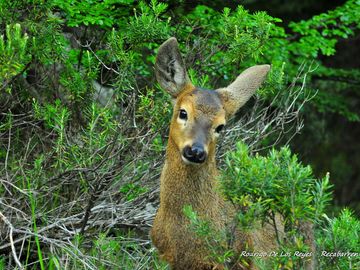 Venta de Lotes en Puerto Aysén -  Ruta De La Pesca - Región de Aysén