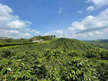 VENDO FINCA PRODUCTIVA EN FILANDIA QUINDIO 18 CUADRAS SE RECIBE ALGO EN PERMUTA