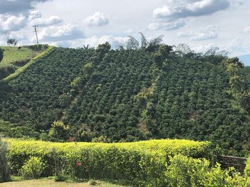 VENDO FINCA PRODUCTIVA EN FILANDIA QUINDIO 18 CUADRAS SE RECIBE ALGO EN PERMUTA