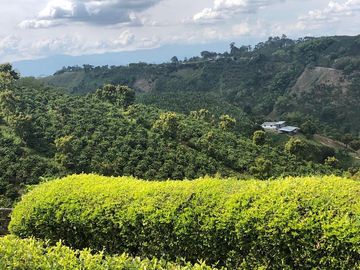 VENDO FINCA PRODUCTIVA EN FILANDIA QUINDIO 18 CUADRAS SE RECIBE ALGO EN PERMUTA