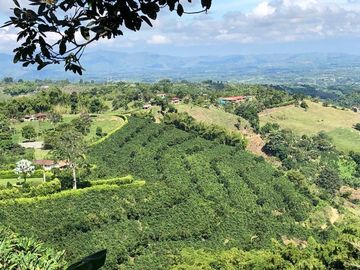 VENDO FINCA PRODUCTIVA EN FILANDIA QUINDIO 18 CUADRAS SE RECIBE ALGO EN PERMUTA