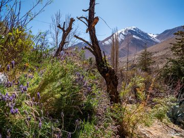 Venta de hermoso terreno en Horcón, Valle del Elqui, 7.200 m2, electricidad y agua potable. 5.350 UF