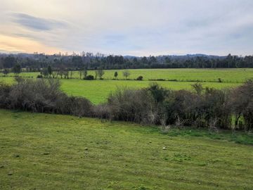 Se Vende Predio Agrícola-Ganadero de 105 ha cercano a Paillaco, Región de los Ríos