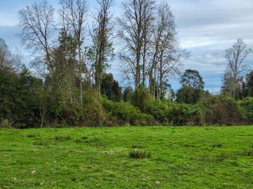 Se Vende Predio Agrícola-Ganadero de 105 ha cercano a Paillaco, Región de los Ríos