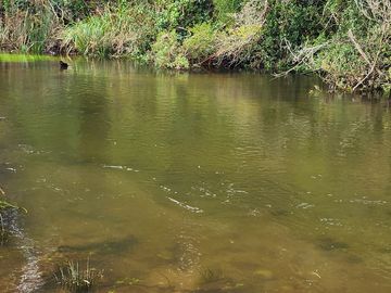 Se Vende Predio Agrícola-Ganadero de 105 ha cercano a Paillaco, Región de los Ríos