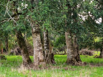 Se Vende Predio Agrícola-Ganadero de 105 ha cercano a Paillaco, Región de los Ríos