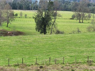 Se Vende Predio Agrícola-Ganadero de 105 ha cercano a Paillaco, Región de los Ríos