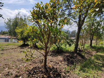 Terreno de Venta 11.695 M2, Cumbaya, Lotizacion Yanazarapata, perfecto para proyecto de casas.