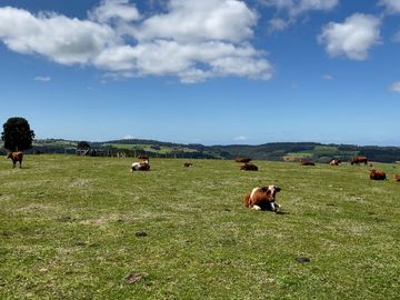 Campo agrícola en venta de 44,6 hectáreas en Los Muermos