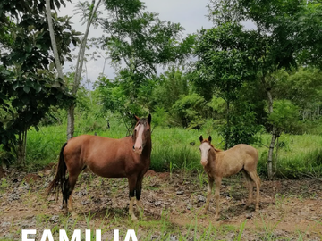 PAGO EN $500 Quincenal  SIN INTERES, ABONO Y REQUISITOS en Green Dream PTY.