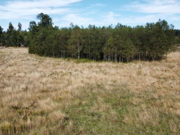 Se vende Parcela de 2 Has orilla de camino sector Tronlico, Región de Los Ríos.