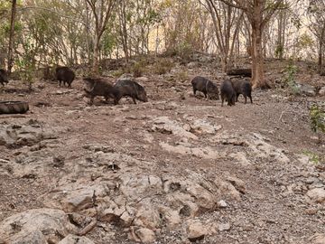 Rancho WOTOCH KEEJ de 31 HAS con casa, granja y piscina