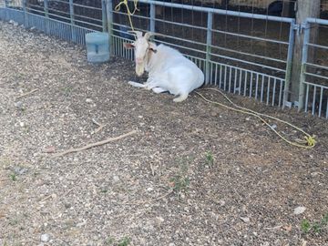 Rancho WOTOCH KEEJ de 31 HAS con casa, granja y piscina