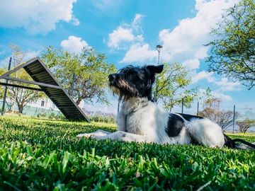 CASA EN VENTA A 15 MINUTOS DE CUERNAVACA, MORELOS; MÉXICO. 3 RECÁMARAS, ALBERCA, CANCHAS DEPORTIVAS Y PET PARK.