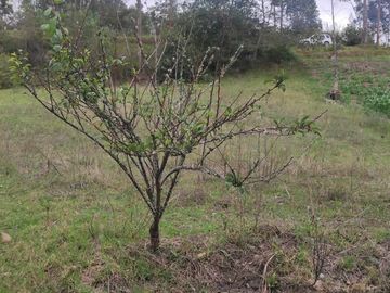Terreno en Venta sector El Calvario de Sidcay