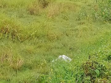 Tanah Murah Pinggir Jalan Dekat Tol Serang Timur Samping Visenda