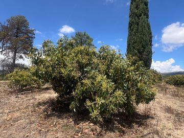 Mira - Carchi - De Venta Hermosa Finca Aguacatera con Casa Moderna de 500m2