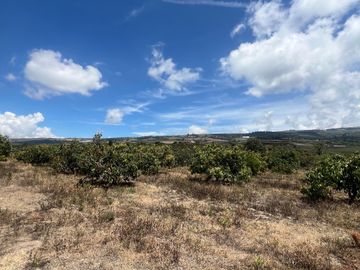 Mira - Carchi - De Venta Hermosa Finca Aguacatera con Casa Moderna de 500m2