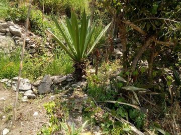 HERMOSO TERRENO EN LUNAHUANA ANEXO CATAPALLA A PIE DE CERRO